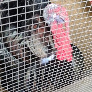 Farmhouse Lembang - Domestic Turkey (Meleagris gallopavo domesticus)