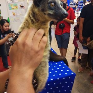 Indonesia Pet Expo 2018 - Small-toothed Palm Civet (Arctogalidia trivirgata)