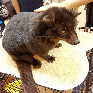 Indonesia Pet Expo 2018 - Melanistic Asian Palm Civet (Paradoxurus hermaphroditus)