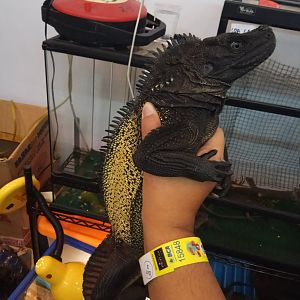 Indonesia Pet Expo 2018 - Amboina Sailfin Dragon (Hydrosaurus amboinensis)