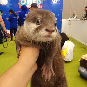Indonesia Pet Expo 2018 - Asian Small-clawed Otter (Amblonyx cinereus)