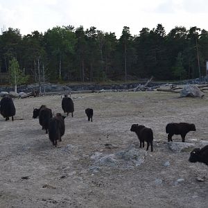 Yaks being let out on the svannah at Kolmården