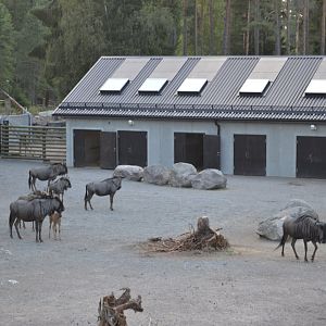 Blue wildebeests outside the svannah stable at Kolmården
