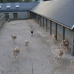 Kulans being let out from the stable at Kolmården