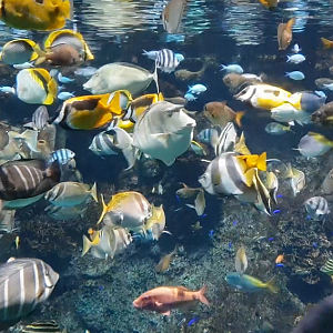 Great Barrier Reef Exhibit