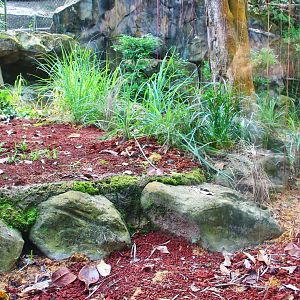 Great Rift Valley of Ethiopia - Serval