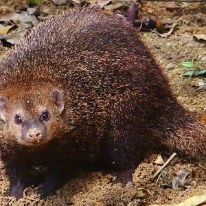 Great Rift Valley of Ethiopia - Cusimanse