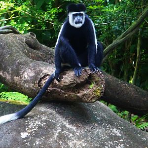 Primate Kingdom - Eastern Black-and-white Colobus