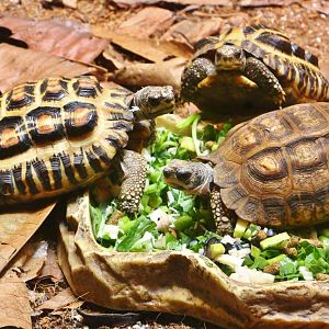 Tortoise Shell-ter - Flat-backed Spider Tortoise (Pyxis planicauda)