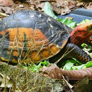 Tortoise Shell-ter - Indochinese Box Turtle (Cuora galbinifrons)