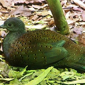Tortoise Shell-ter - Mountain Peacock Pheasant (Polyplectron inopinatum)