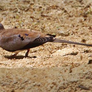 Tortoise Shell-ter - Namaqua Dove