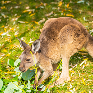 Western Grey Kangaroo boy 2020