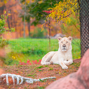 Makali the White Lioness
