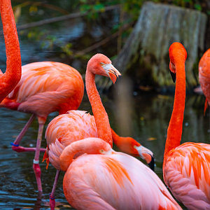 American Flamingos