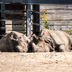 Ashakiran (right) & Kiran (left) the Indian Rhino mom and son