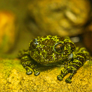 Mossy Tree Frog
