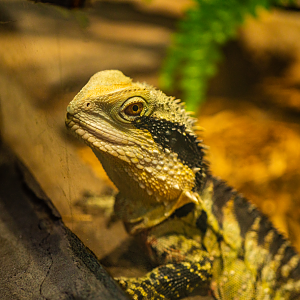 Buck the Australian Water Dragon