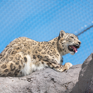 Snow Leopard