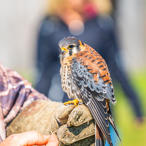 American Kestrel
