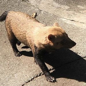 Bush dog