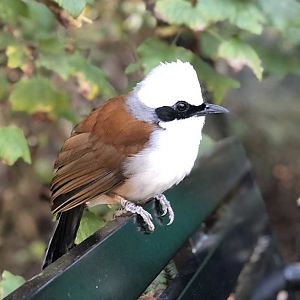 White-crested laughingthrush