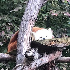 Himalayan red panda
