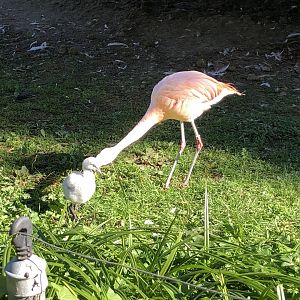 Chilean flamingo chick being bullied by adult