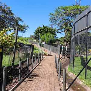Pathway Along Spider Monkeys
