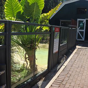 Alligator Enclosure near Reptile Barn