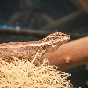 Gilbert's Dragon (Lophognathus gilberti)