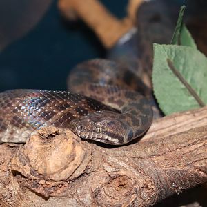 Spotted Python (Antaresia maculosa)