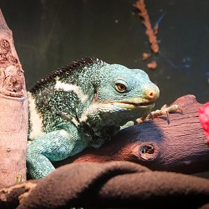 Fijian Crested Iguana (Brachylophus vitiensis)