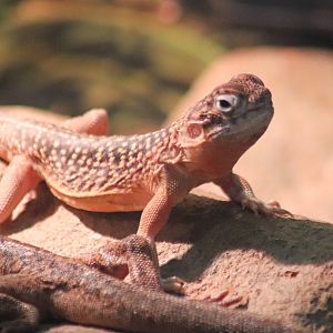 Central Netted Dragon (Ctenophorus nuchalis)