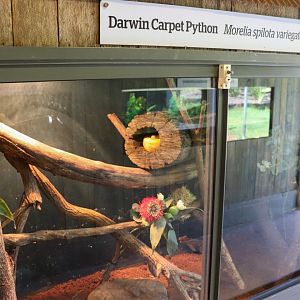 Darwin Carpet Python Enclosure