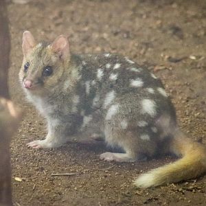 Eastern Quoll (Dasyurus viverrinus)
