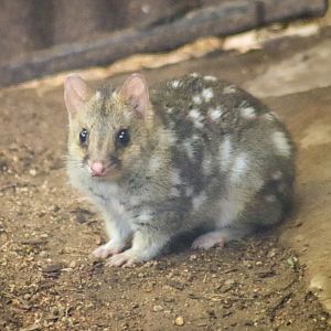 Eastern Quoll (Dasyurus viverrinus)