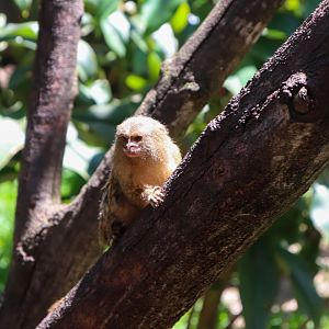 Pygmy Marmoset (Cebuella pygmaea)