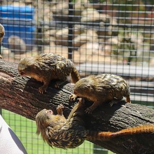 Pygmy Marmosets (Cebuella pygmaea)