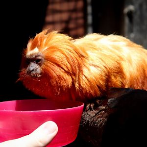 Feeding a Golden Lion Tamarin