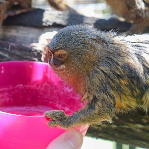 Feeding a Pygmy Marmoset