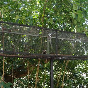 Marmoset Using New Aerial Walkway