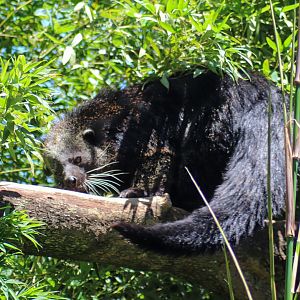 Binturong (Arctictis binturong)