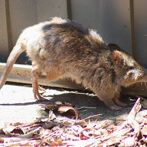 Long-nosed Potoroo (Potorous tridactylus)