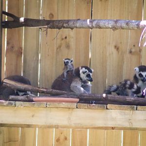Two-week-old Ring-tailed Lemur