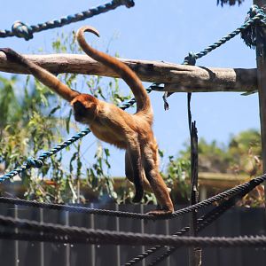 Black-handed Spider Monkey (Ateles geoffroyi)