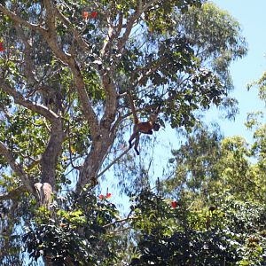 Spider Monkey in Tree