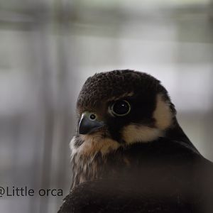 Eurasian hobby (Falco subbuteo)