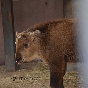 golden takin baby (Budorcas taxicolor bedfordi)