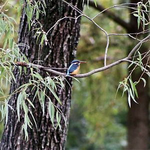 Common Kingfisher (Alcedo atthis)